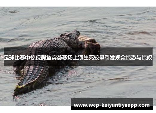 足球比赛中惊现鳄鱼突袭赛场上演生死较量引发观众惊恐与惊叹